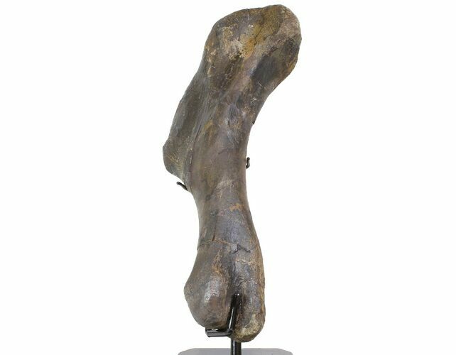 Hadrosaur (Hypacrosaur) Humerus - Montana #113401